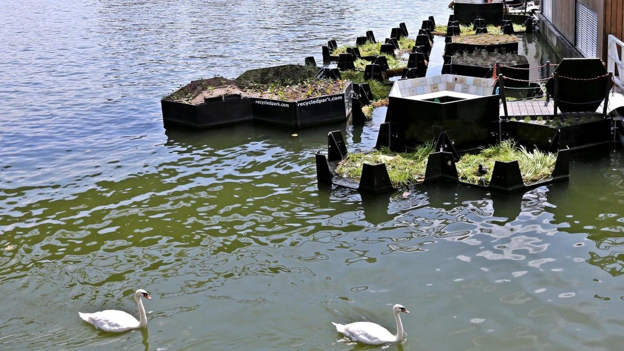 Die ersten Abschnitte des "Recycled Park" im alten Rotterdamer Hafen. Secheckige Module liegen im Wasser. Darauf sind Pflanzen.
