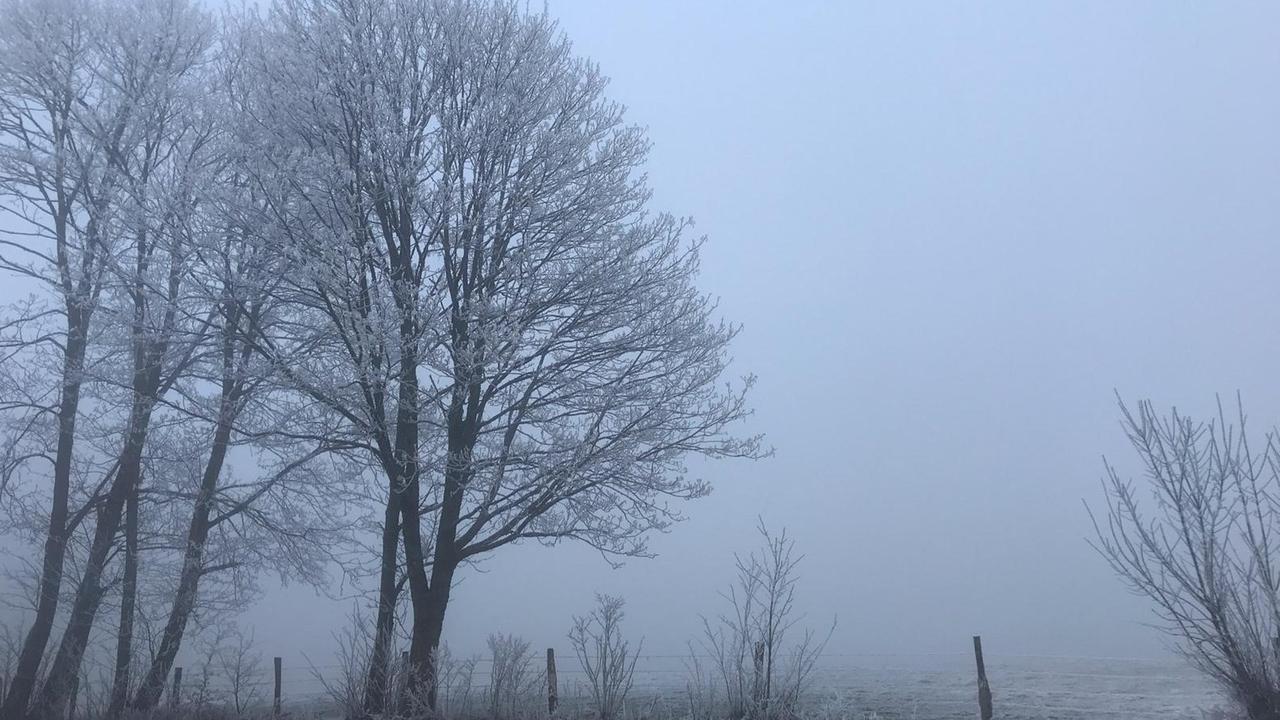Mit Reif bedeckte Bäume im Winter Mit Reif bedeckte Bäume im Winter