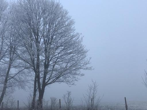 Mit Reif bedeckte Bäume im Winter
