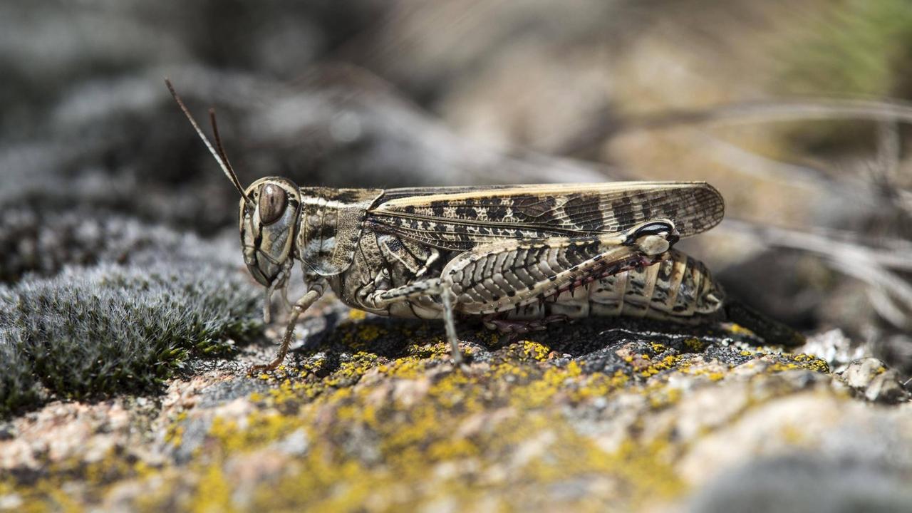 Das Foto zeigt eine Gefleckte Schnarrschrecke Bryodemella tuberculata. Das Foto zeigt eine Gefleckte Schnarrschrecke Bryodemella tuberculata.