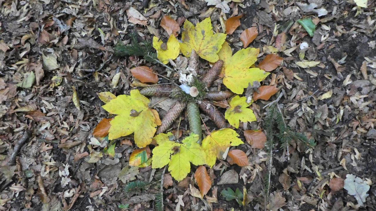 Aufsicht auf ein Wald-Mandala, gelegt aus Zapfen und Blättern auf dem Waldboden. Aufsicht auf ein Wald-Mandala, gelegt aus Zapfen und Blättern auf dem Waldboden.