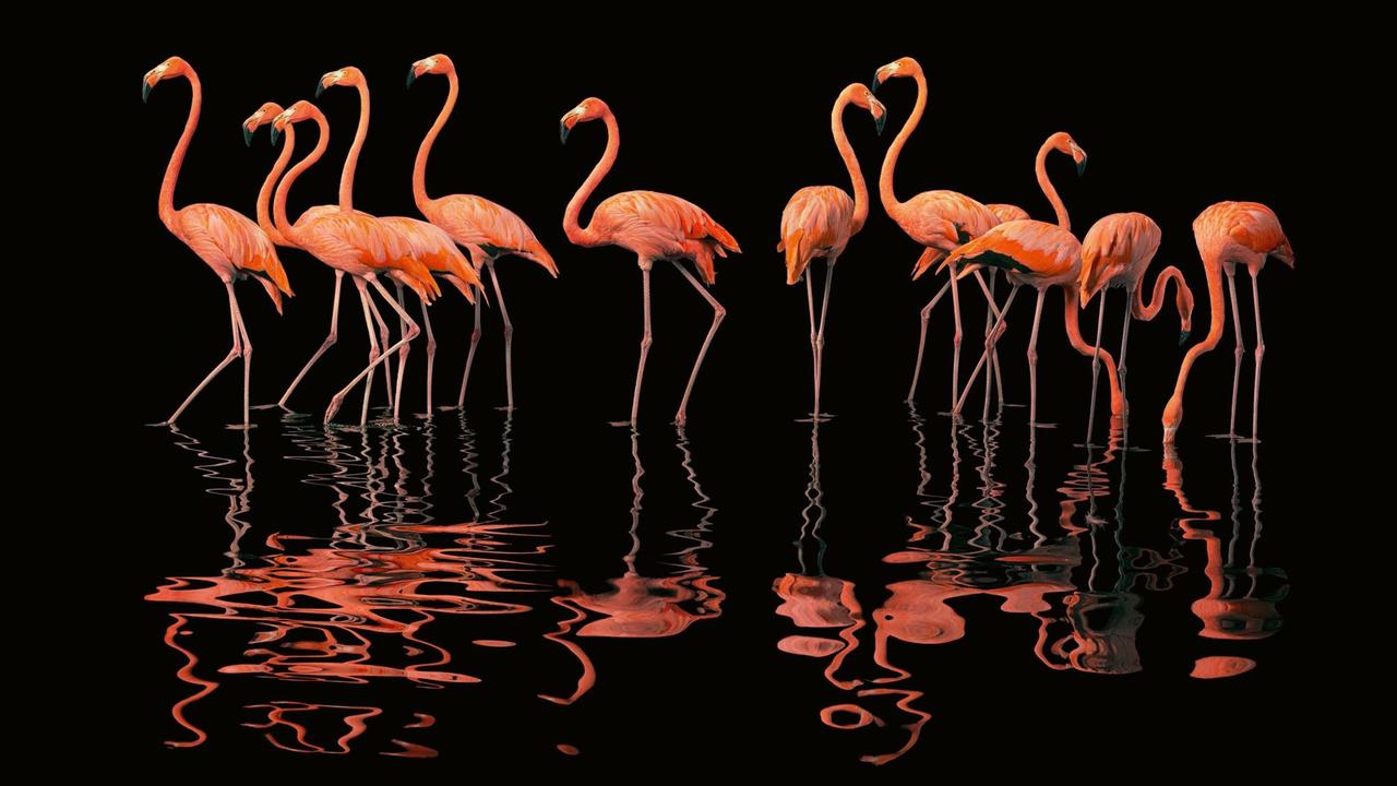 Kubaflamingo aus dem Bildband: Tim Flach: "Vögel", Knesebeck Verlag, 2021. Kubaflamingo aus dem Bildband: Tim Flach: "Vögel", Knesebeck Verlag, 2021.