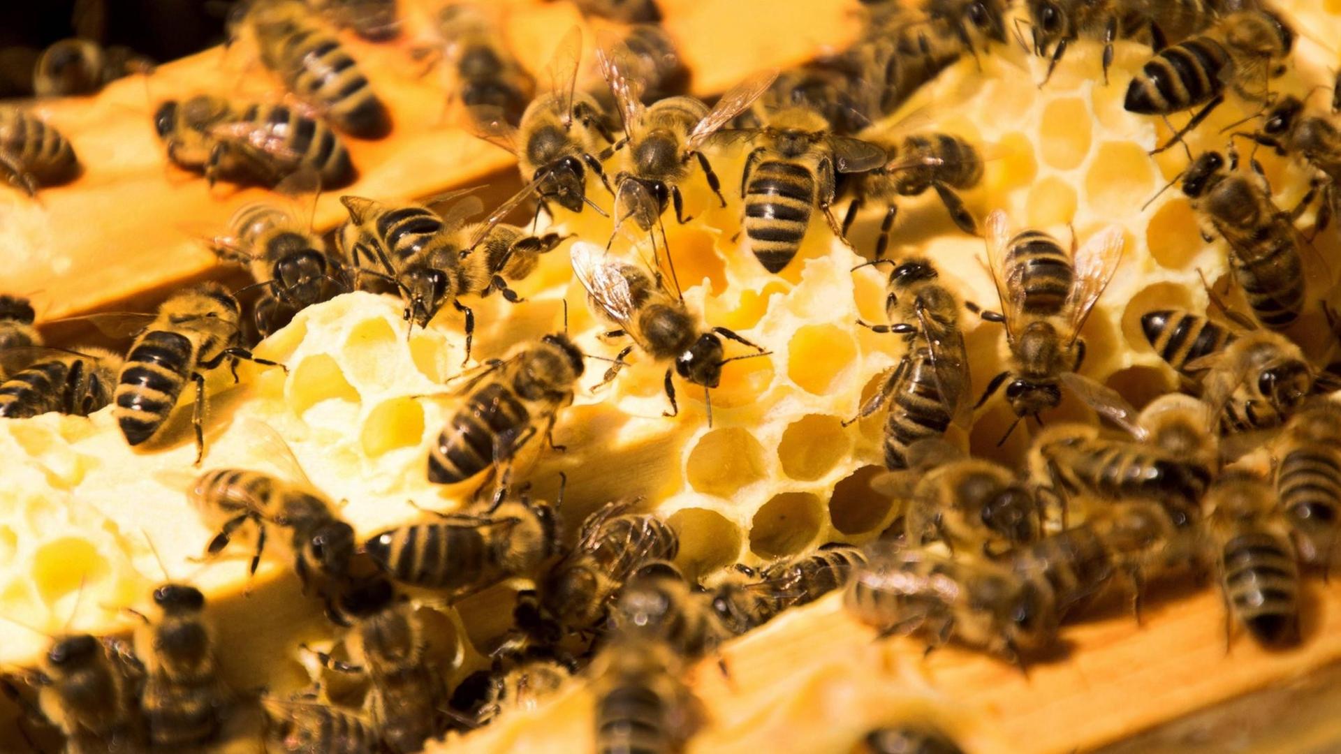 Europaeische Honigbienen auf Honigwaben einer Magazinbeute.