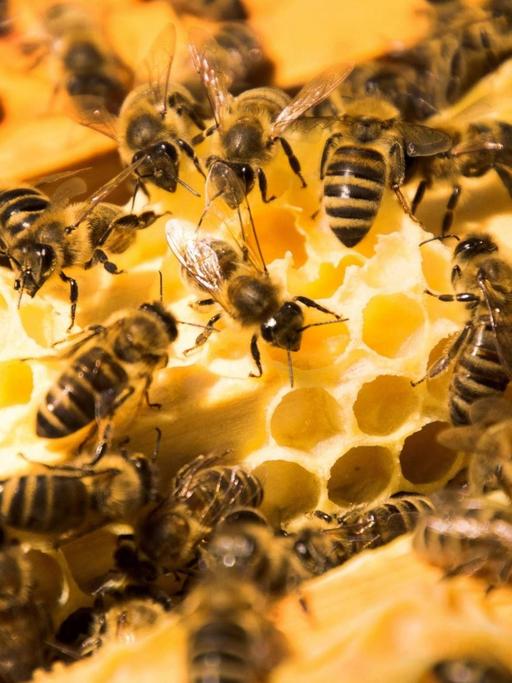 Europäische Honigbienen auf Honigwaben einer Magazinbeute