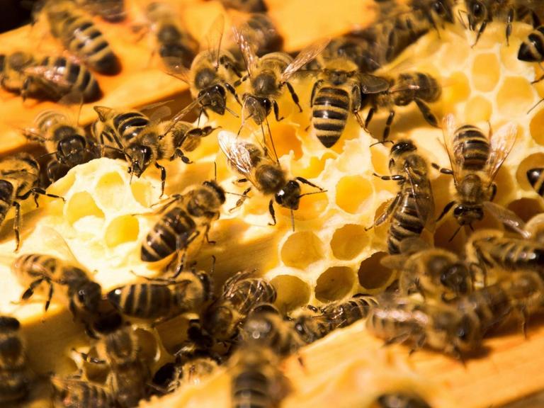 Europäische Honigbienen auf Honigwaben einer Magazinbeute