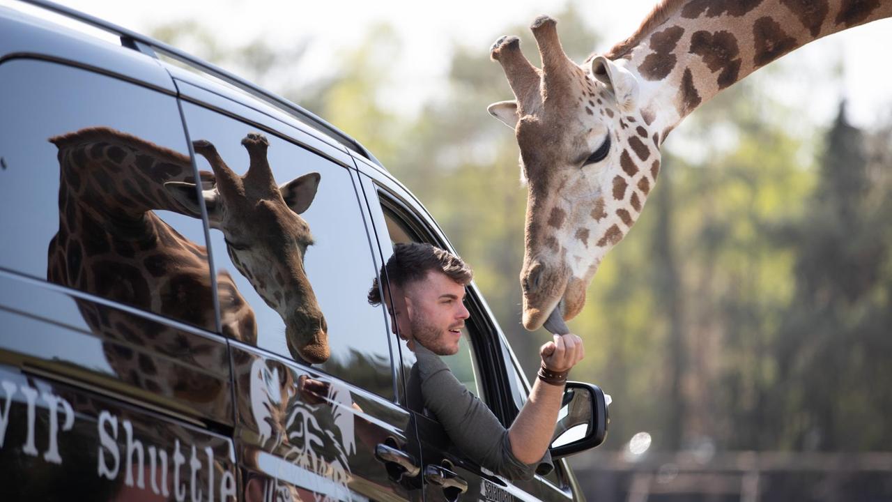 Markus Köchling, zoologischer Leiter vom Safariland Stukenbrock, füttert eine Giraffe aus einem Fahrzeug heraus (gestellte Szene, da unter Corona-bedingten Auflagen eine Fütterung aus dem VIP-Shuttle nicht möglich ist). Markus Köchling, zoologischer Leiter vom Safariland Stukenbrock, füttert eine Giraffe aus einem Fahrzeug heraus (gestellte Szene, da unter Corona-bedingten Auflagen eine Fütterung aus dem VIP-Shuttle nicht möglich ist).