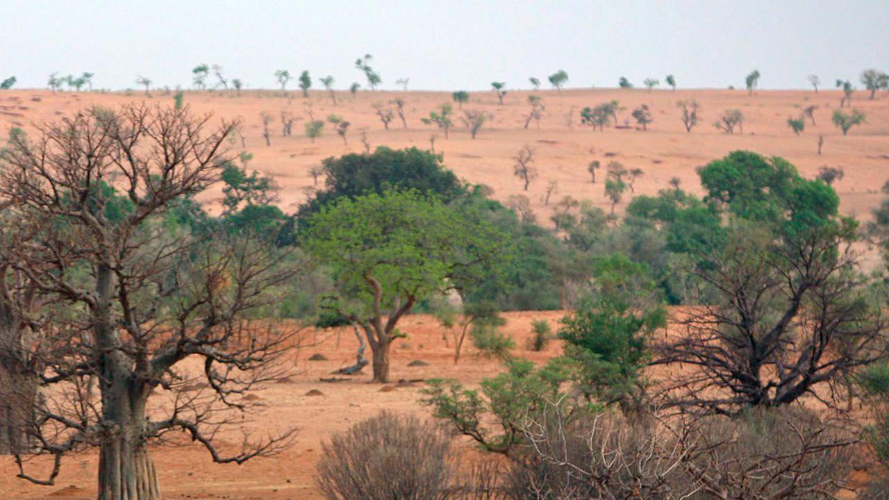Sahel, semiarid, semi-arid, Halbwüste Sahel, semiarid, semi-arid, Halbwüste