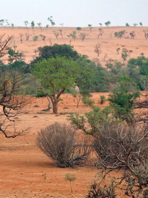 Sahel, semiarid, semi-arid, Halbwüste