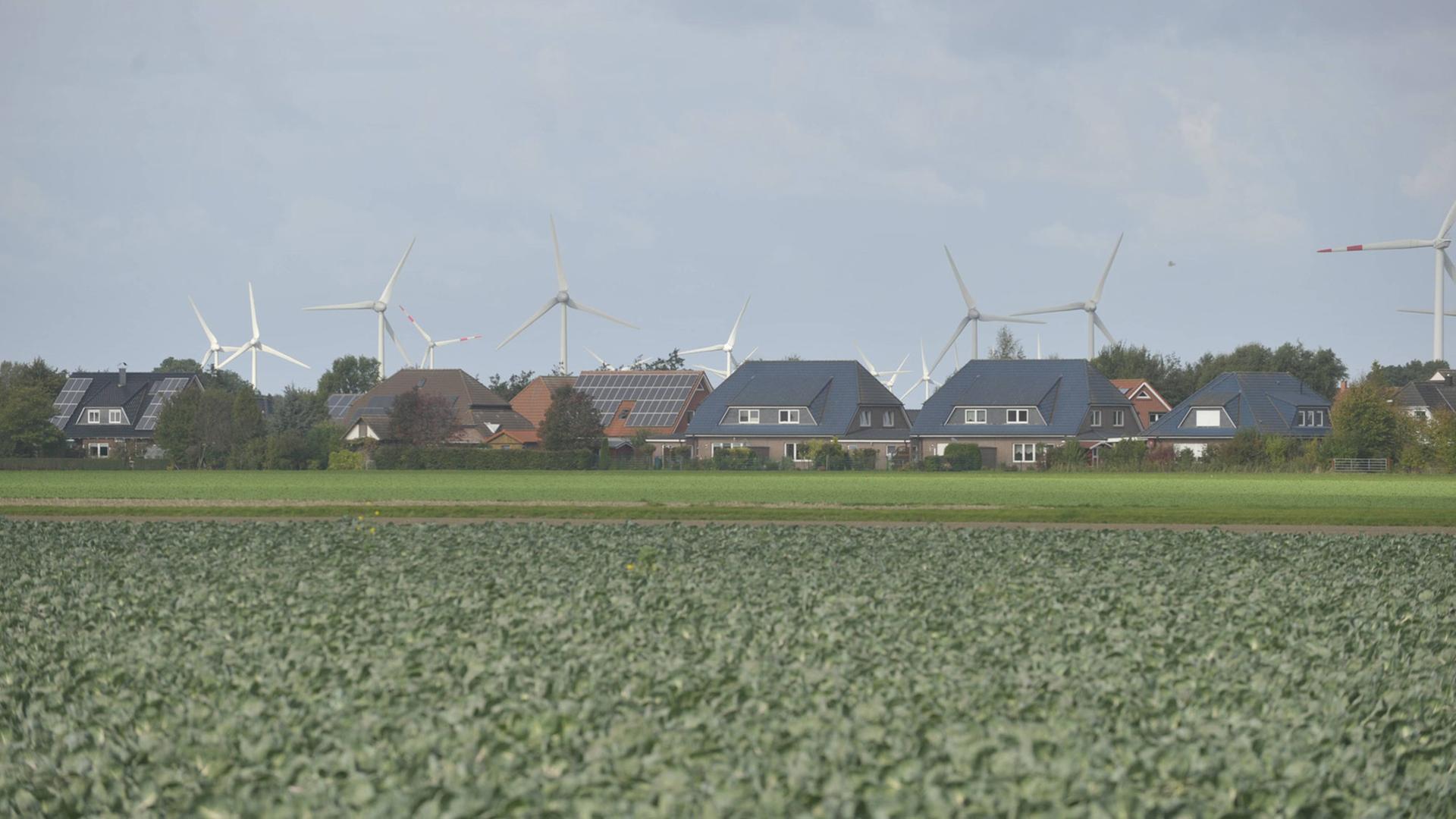 Blick auf ein Kohlfeld, im Hintergrund Häuser im Kreis Dithmarschen und Windräder Blick auf ein Kohlfeld, im Hintergrund Häuser im Kreis Dithmarschen und Windräder