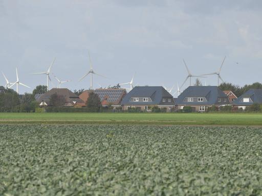 Blick auf ein Kohlfeld, im Hintergrund Häuser in Marne im Kreis Dithmarschen und Windräder