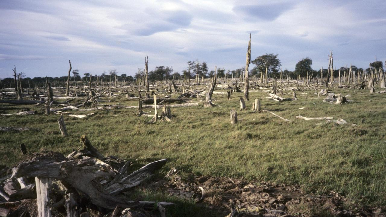 Abgebrannte Waldfläche in Chile. Abgebrannte Waldfläche in Chile.