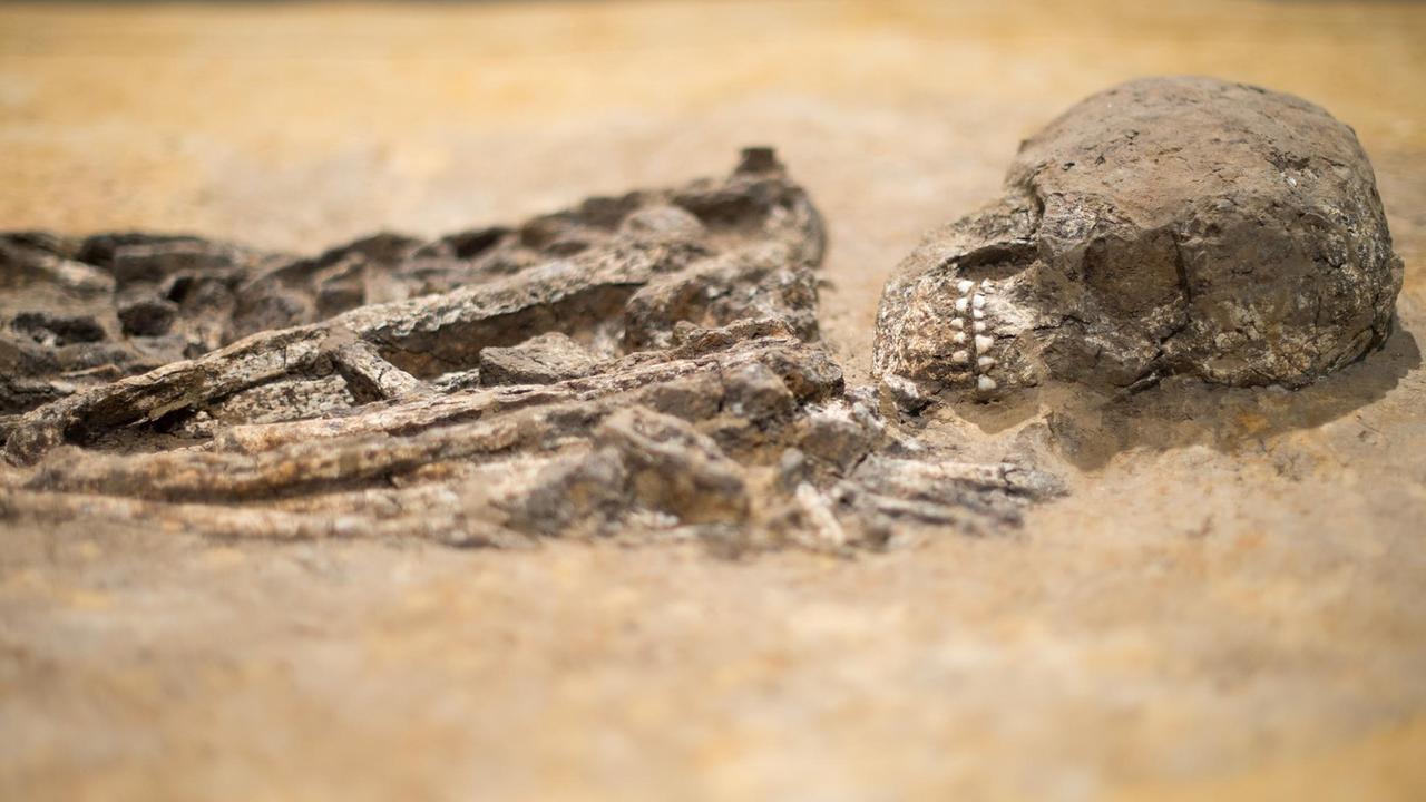 Ein jungsteinzeitliches Skelett im LVR-Landesmuseum in Bonn Ein jungsteinzeitliches Skelett im LVR-Landesmuseum in Bonn