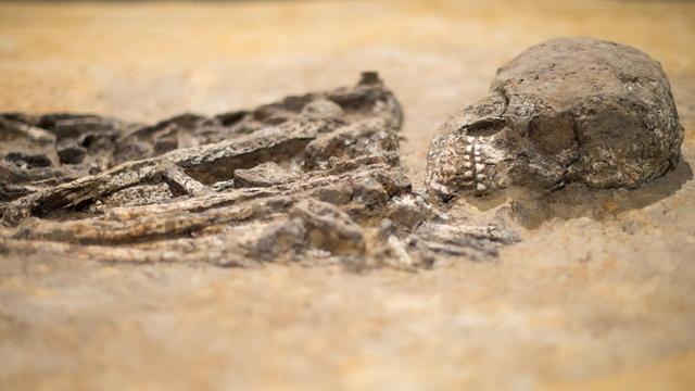 Ein jungsteinzeitliches Skelett im LVR-Landesmuseum in Bonn