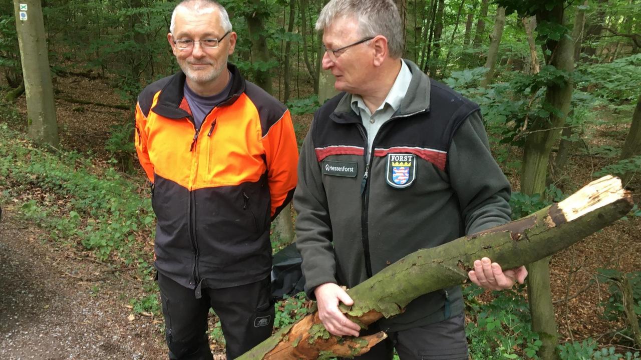 "Solche Tot-Äste gehören zu den typischen Gefahren des Waldes", sagt Forstamtsleiter Hartmut Müller.
