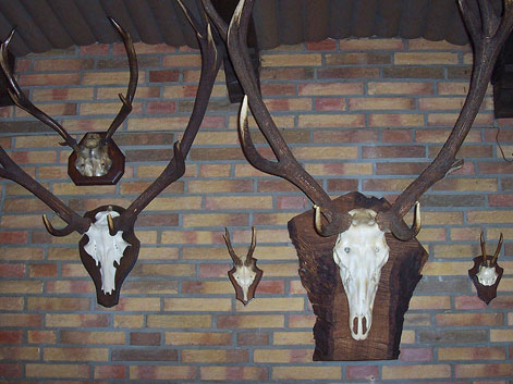 Hirschgeweihe Hirschgeweihe