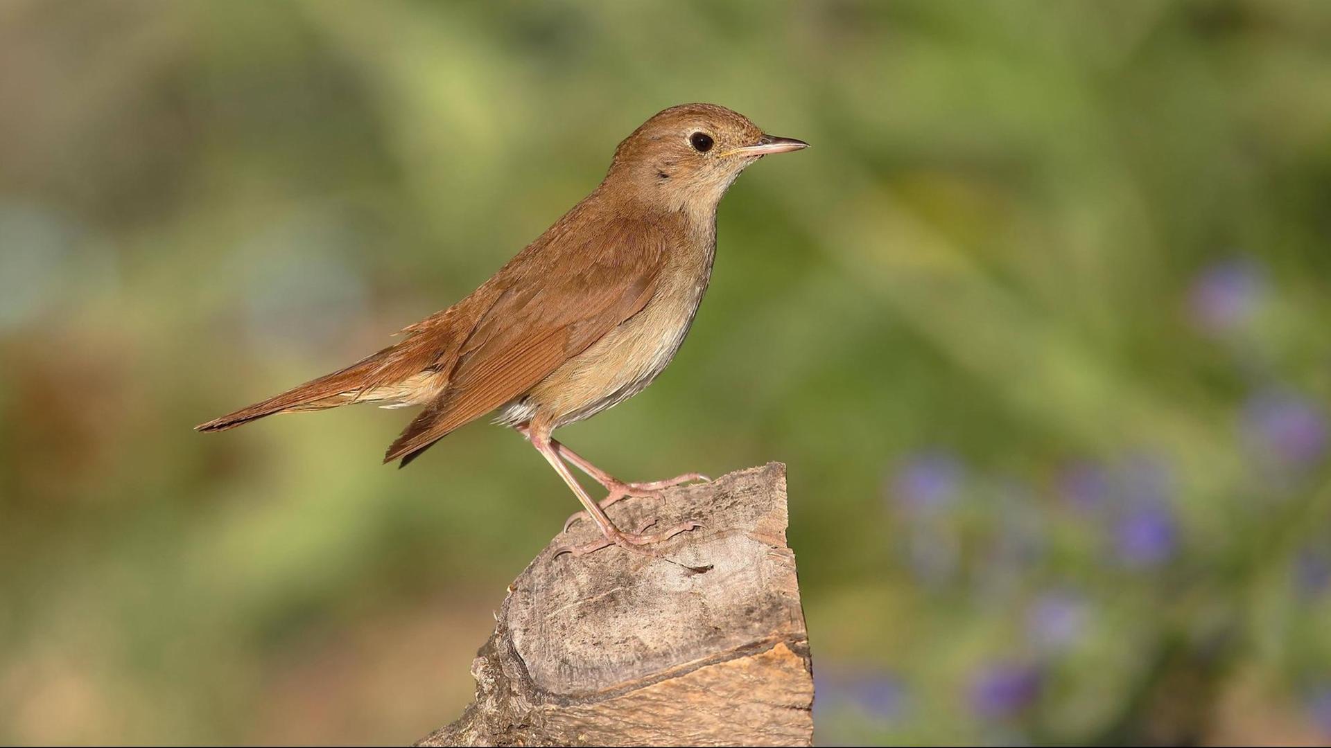 Nachtigall (Luscinia megarhynchos) steht auf Baumstumpf, Nationalpark Neusiedlersee, Burgenland, Österreich. Nachtigall (Luscinia megarhynchos) steht auf Baumstumpf, Nationalpark Neusiedlersee, Burgenland, Österreich.