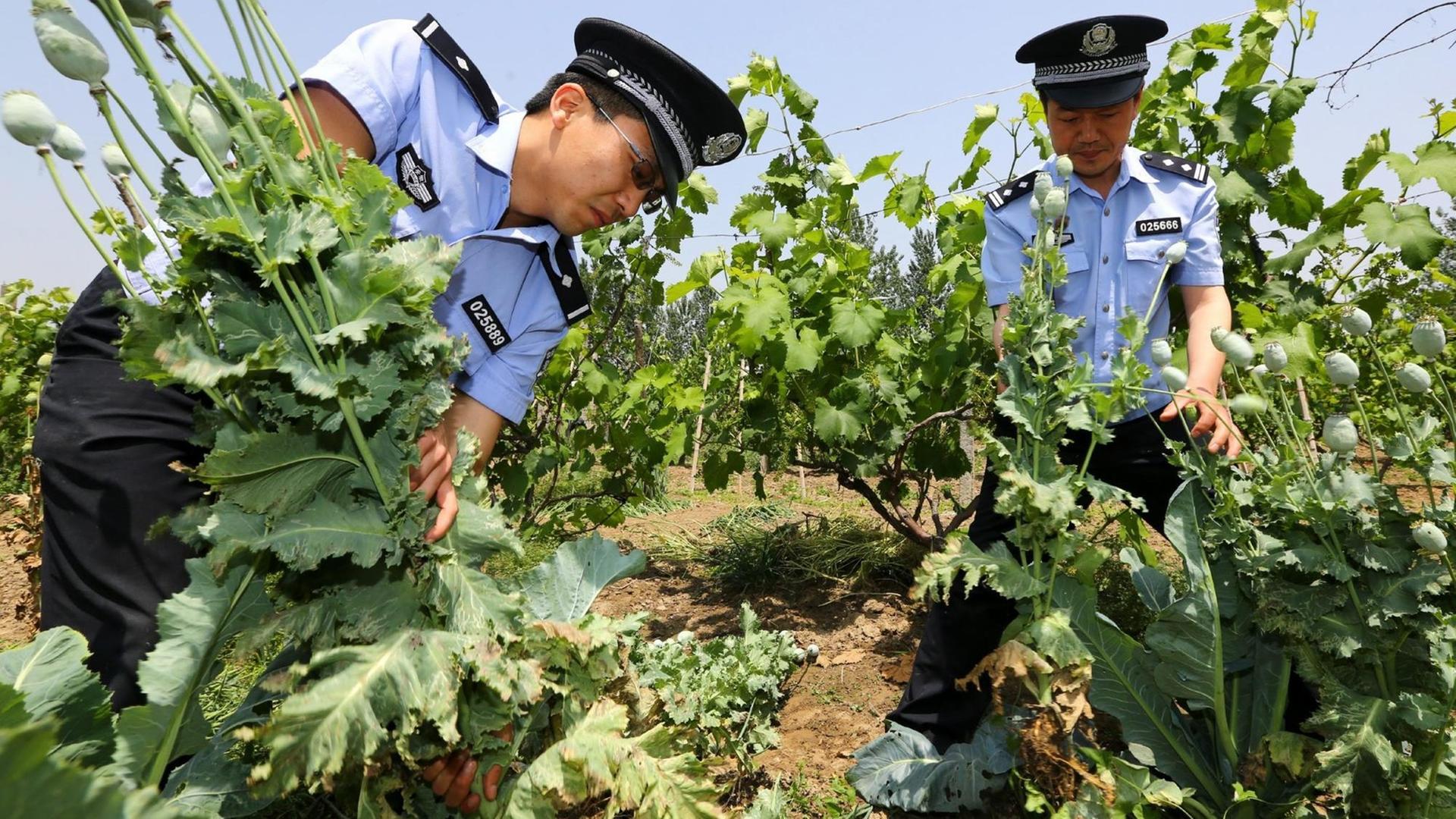 ©ChinaFotoPress/Wan Shanchao/MAXPPP - HUAIBEI, CHINA - MAY 20: (CHINA OUT) Police officers uproot poppies in a vineyard on May 20, 2013 in Huaibei, Anhui Province of China. Local police officers found 268 poppies in a vineyard while patrolling, and punished the vineyard\'s owner. (Photo by Wan Shanchao/ChinaFotoPress)***_***440125231 | ©ChinaFotoPress/Wan Shanchao/MAXPPP - HUAIBEI, CHINA - MAY 20: (CHINA OUT) Police officers uproot poppies in a vineyard on May 20, 2013 in Huaibei, Anhui Province of China. Local police officers found 268 poppies in a vineyard while patrolling, and punished the vineyard\'s owner. (Photo by Wan Shanchao/ChinaFotoPress)***_***440125231 |
