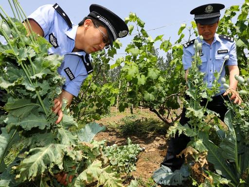 ©ChinaFotoPress/Wan Shanchao/MAXPPP - HUAIBEI, CHINA - MAY 20: (CHINA OUT) Police officers uproot poppies in a vineyard on May 20, 2013 in Huaibei, Anhui Province of China. Local police officers found 268 poppies in a vineyard while patrolling, and punished the vineyard\'s owner. (Photo by Wan Shanchao/ChinaFotoPress)***_***440125231 |