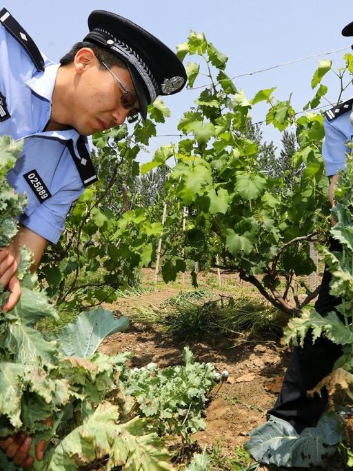 ©ChinaFotoPress/Wan Shanchao/MAXPPP - HUAIBEI, CHINA - MAY 20: (CHINA OUT) Police officers uproot poppies in a vineyard on May 20, 2013 in Huaibei, Anhui Province of China. Local police officers found 268 poppies in a vineyard while patrolling, and punished the vineyard\'s owner. (Photo by Wan Shanchao/ChinaFotoPress)***_***440125231 |