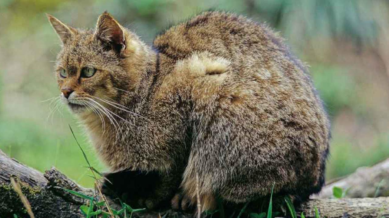 Die Wildkatze konnte im Harz überleben und breitet sich weiter aus. Die Wildkatze konnte im Harz überleben und breitet sich weiter aus.