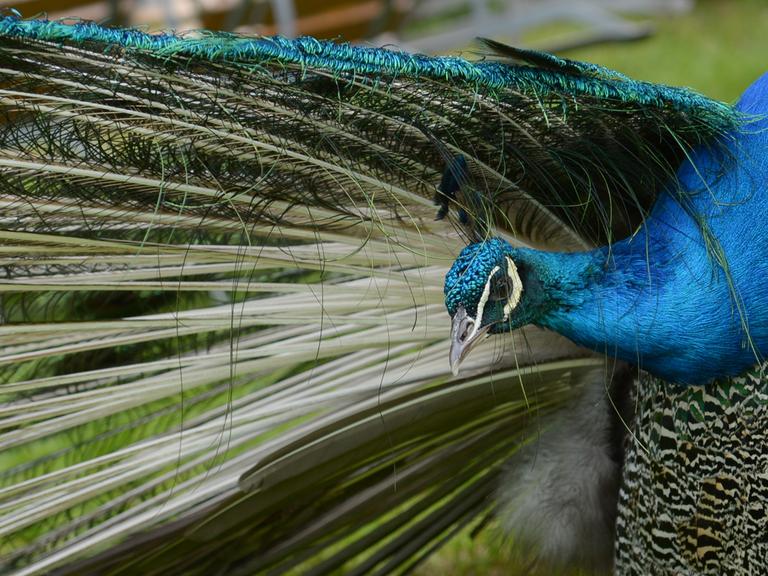 Ein Pfau blickt am 29.05.2013 auf der Pfaueninsel im Wannsee in Berlin unter seinen langen Federn hervor.