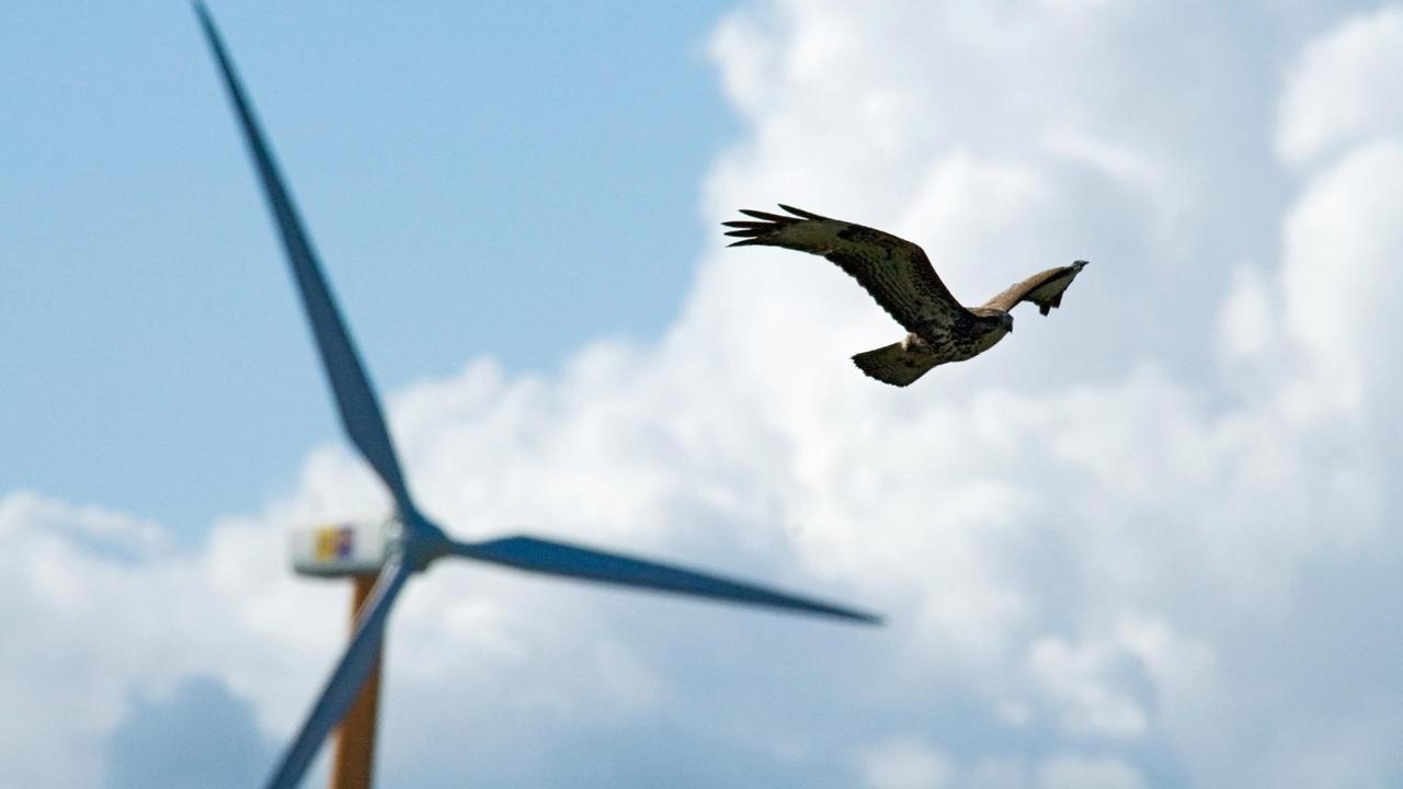 Ein Mäusebussard fliegt neben den Rotorblättern eines Windrads vor blauem Himmel. Ein Mäusebussard fliegt neben den Rotorblättern eines Windrads vor blauem Himmel.