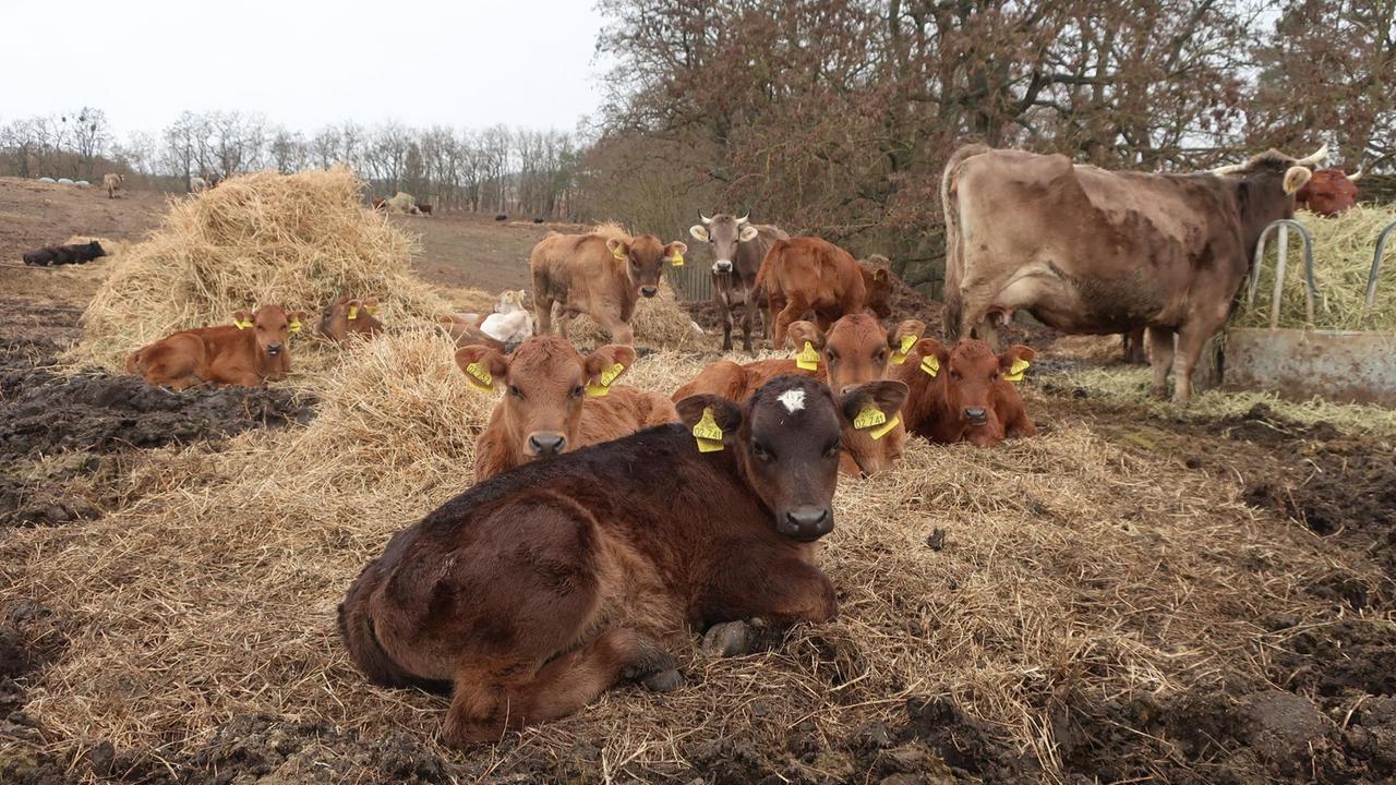 Kälber und Kühe liegen und stehen auf einer Weide. Kälber und Kühe liegen und stehen auf einer Weide.