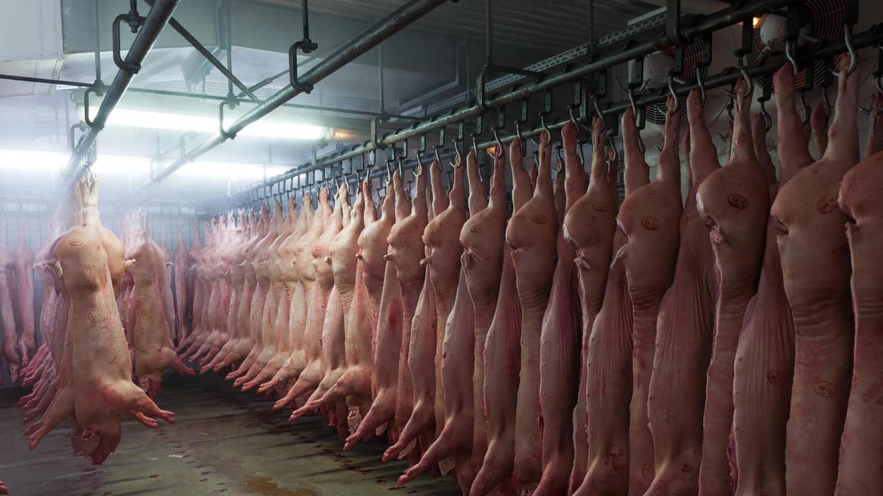 Frisch geschlachtete Schweine hängen im Kühlhaus eines Schlachtbetriebes an der Reihe an Haken. Frisch geschlachtete Schweine hängen im Kühlhaus eines Schlachtbetriebes an der Reihe an Haken.