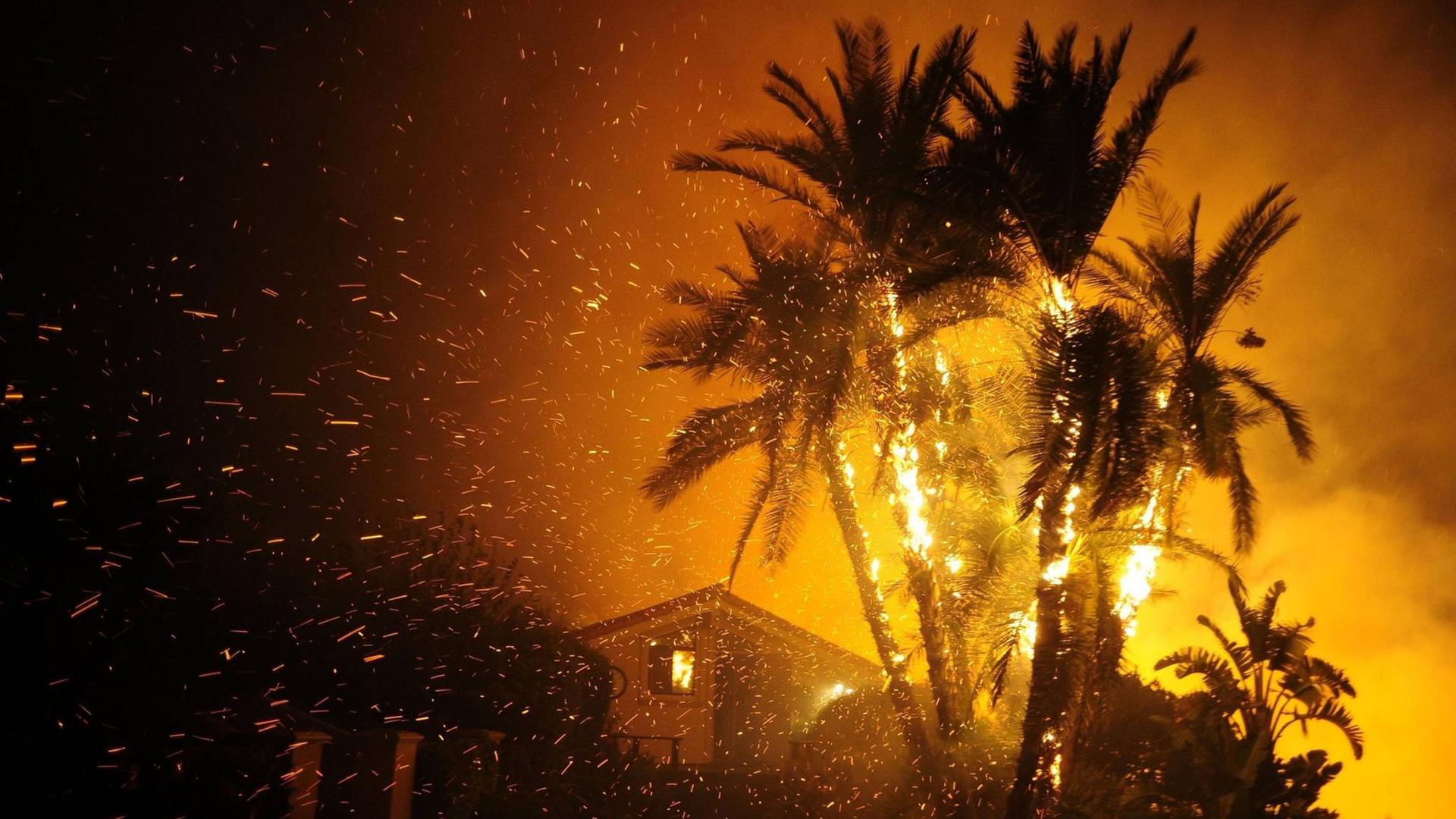 Santa Paula, Kalifornien, USA - eine brennende Palme während des Thomas Fire in Ventura Co. Santa Paula, USA Santa Paula, Kalifornien, USA - eine brennende Palme während des Thomas Fire in Ventura Co. Santa Paula, USA