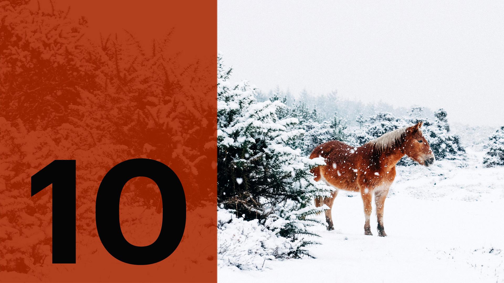 Im Hintergrund ein Pferd im Schnee, im Vordergrund die Zahl Zehn. Im Hintergrund ein Pferd im Schnee, im Vordergrund die Zahl Zehn.