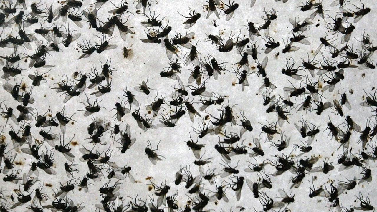 Viele tote Fliegen kleben am 13.02.2003 an einem Fliegenfänger in einem Kuhstall in Wolmirsleben. Viele tote Fliegen kleben am 13.02.2003 an einem Fliegenfänger in einem Kuhstall in Wolmirsleben.