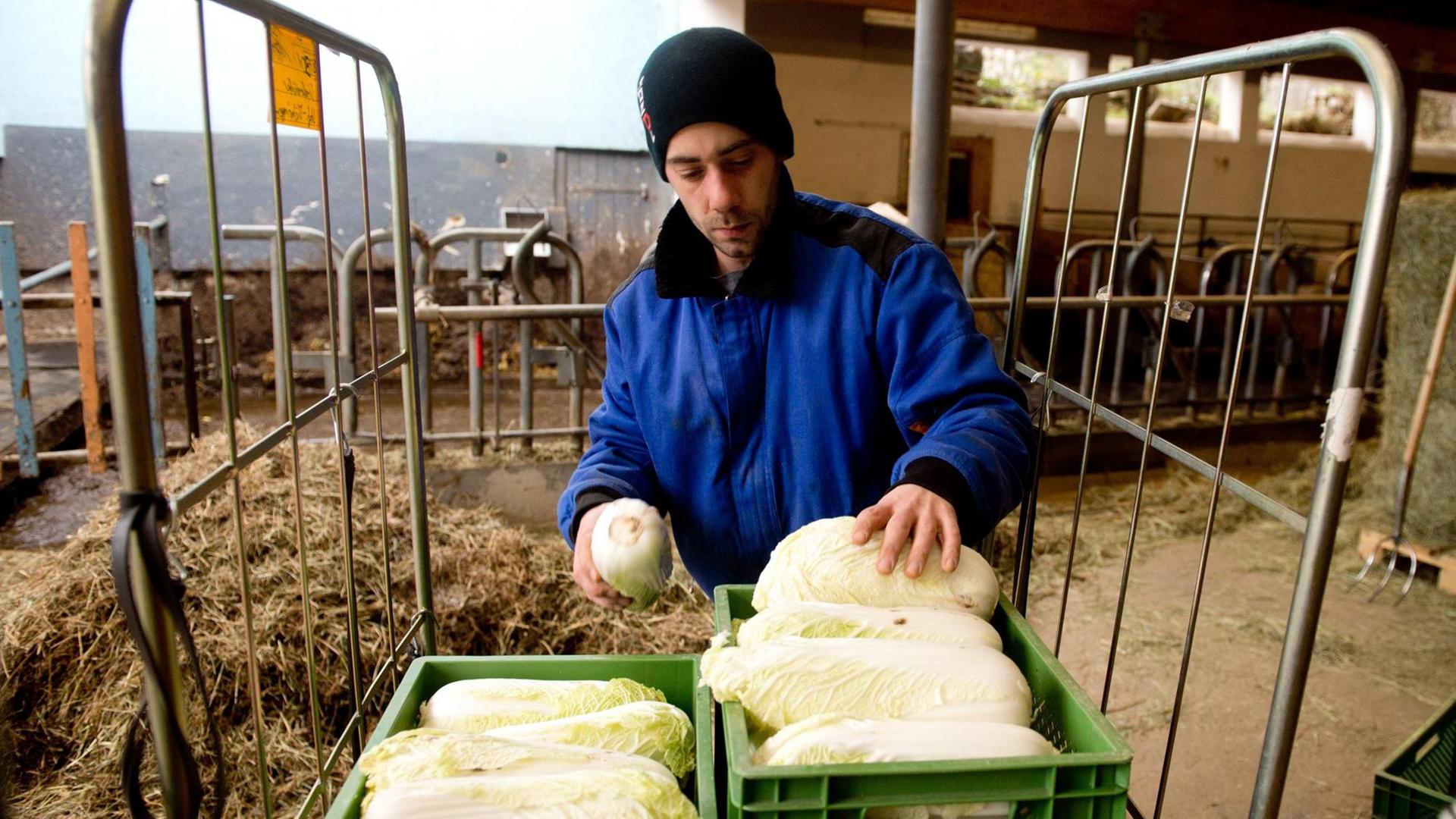 Ein Mitarbeiter des Reyerhof, sortiert am 16.01.2014 auf dem Reyerhof in Stuttgart (Baden-Württemberg) Salatköpfe. Als einer der ersten Betriebe im Südwesten realisiert der 40 Hektar große Reyerhof in Stuttgart Möhringen das Konzept der "Solidarischen Landwirtschaft". Ein Mitarbeiter des Reyerhof, sortiert am 16.01.2014 auf dem Reyerhof in Stuttgart (Baden-Württemberg) Salatköpfe. Als einer der ersten Betriebe im Südwesten realisiert der 40 Hektar große Reyerhof in Stuttgart Möhringen das Konzept der "Solidarischen Landwirtschaft".