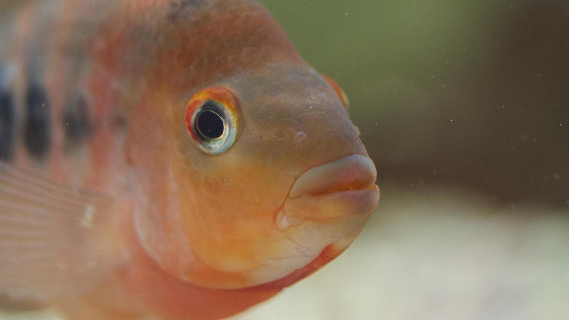 Amphilophus citrinellus, eine der sieben untersuchten Buntbarsch-Arten Amphilophus citrinellus, eine der sieben untersuchten Buntbarsch-Arten