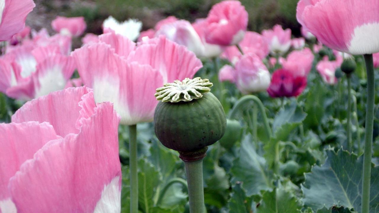 Mohnblüten in einem Mohnanbaugebiet zur Gewinnung von Opium Mohnblüten in einem Mohnanbaugebiet zur Gewinnung von Opium
