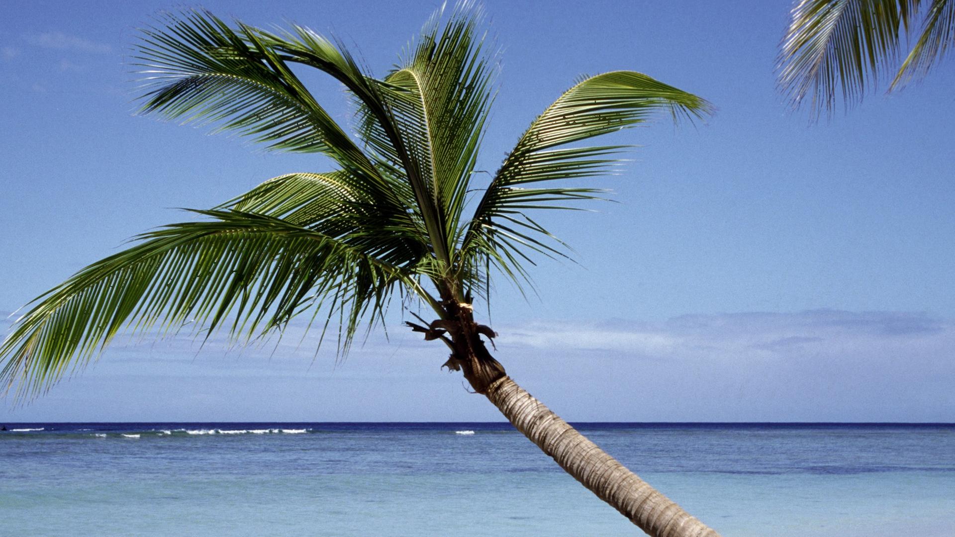 Eine Palme an einem Strand - im Hintergrund das Meer. Eine Palme an einem Strand - im Hintergrund das Meer.