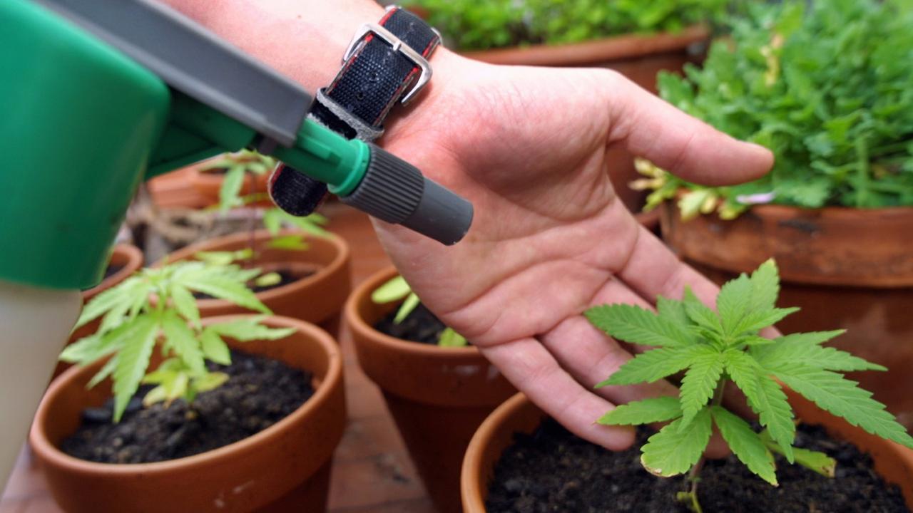Kleine Heimplantage mit Cannabis-Pflanzen Kleine Heimplantage mit Cannabis-Pflanzen