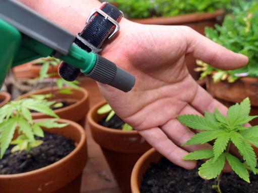 Kleine Heimplantage mit Cannabis-Pflanzen
