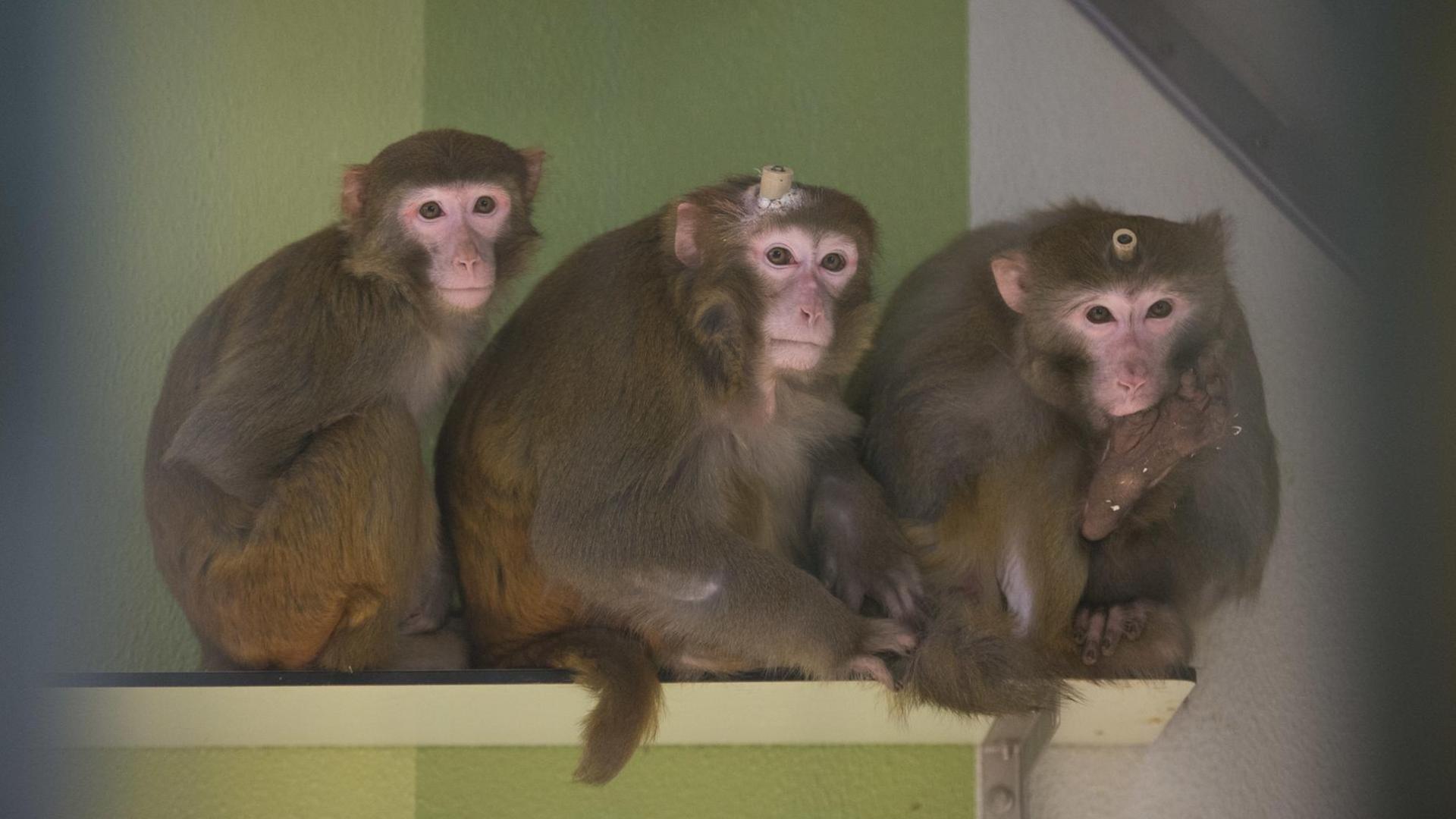 Rhesus-Affen, zwei davon mit Implantaten, in der Tierhaltung im Max-Planck-Institut für biologische Kybernetik in Tübingen (Baden-Württemberg, Aufnahme durch eine Glasscheibe). Foto: Marijan Murat/dpa | Verwendung weltweit Rhesus-Affen, zwei davon mit Implantaten, in der Tierhaltung im Max-Planck-Institut für biologische Kybernetik in Tübingen (Baden-Württemberg, Aufnahme durch eine Glasscheibe). Foto: Marijan Murat/dpa | Verwendung weltweit