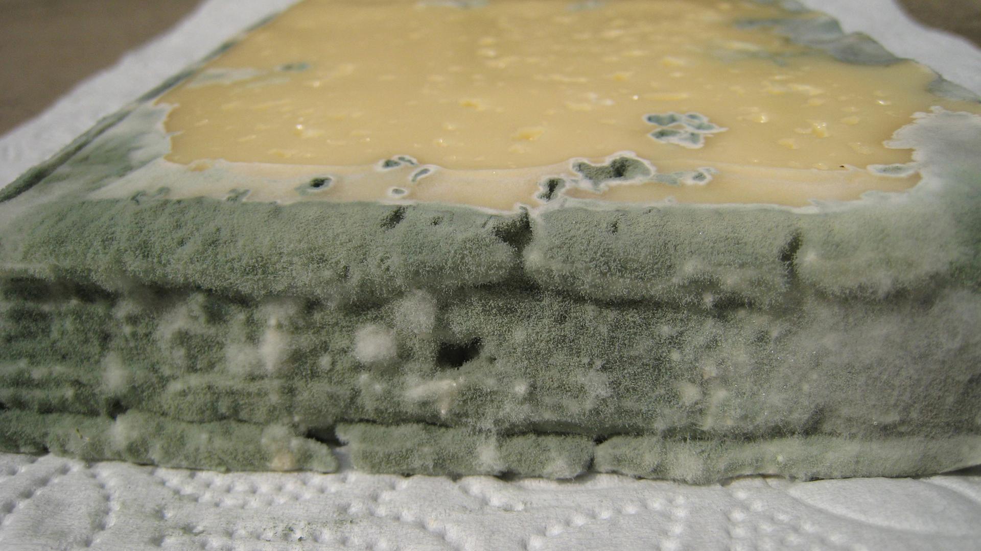 Schimmelbildung an einem Schnittkäse Schimmelbildung an einem Schnittkäse