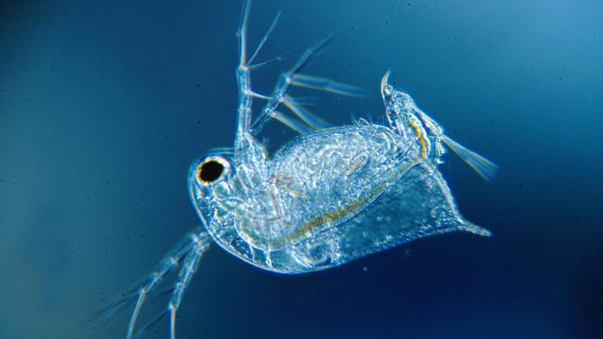 Ein Gemeiner Wasserfloh (daphnia pulex) in Großaufnahme im Wasser. Ein Gemeiner Wasserfloh (daphnia pulex) in Großaufnahme im Wasser.