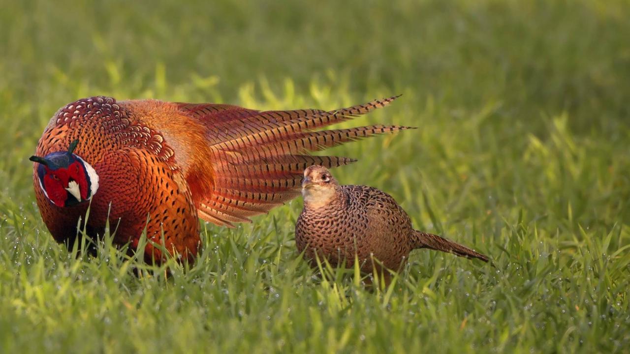 (Phasianus colchicus), Jagdfasan mit einer Henne bei der Balz auf einem Feld.