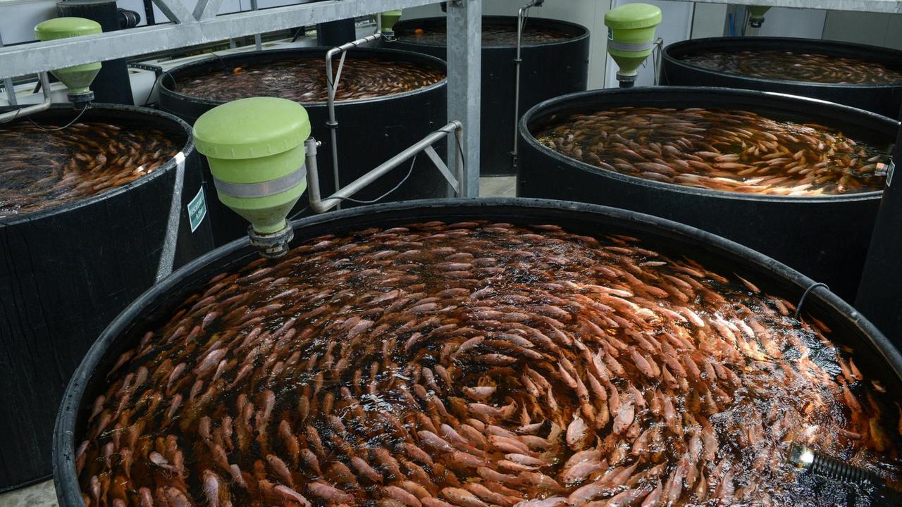 Tilapia-Fischfarm des start-up Unternehmens ECF in Berlin - in runden schwarzen Tanks schwimmen unzählige Buntbarsche im Kreis. Tilapia-Fischfarm des start-up Unternehmens ECF in Berlin - in runden schwarzen Tanks schwimmen unzählige Buntbarsche im Kreis.