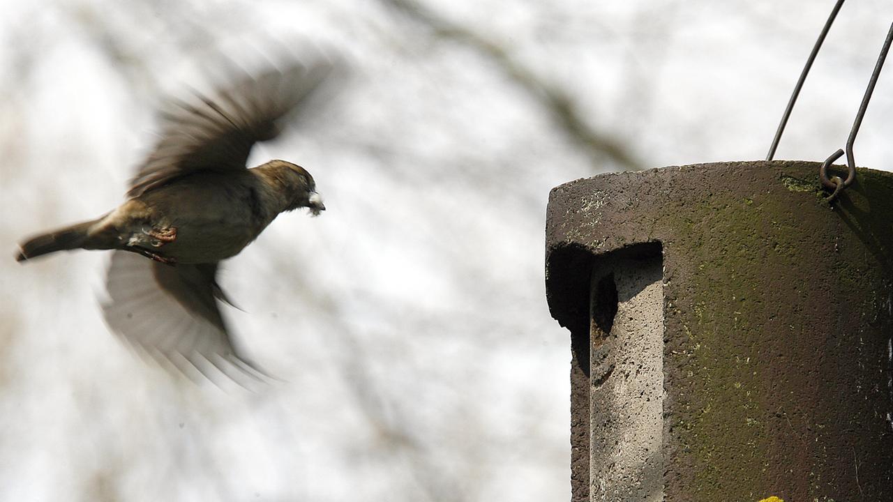 Ein Sperlingsweibchen fliegt einen Nistkasten aus Holzbeton an, es hält Nistmaterial im Schnabel.