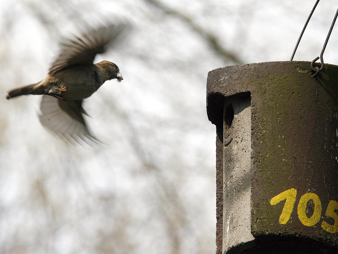 Ein Sperlingsweibchen fliegt einen Nistkasten aus Holzbeton an, es hält Nistmaterial im Schnabel. Ein Sperlingsweibchen fliegt einen Nistkasten aus Holzbeton an, es hält Nistmaterial im Schnabel.