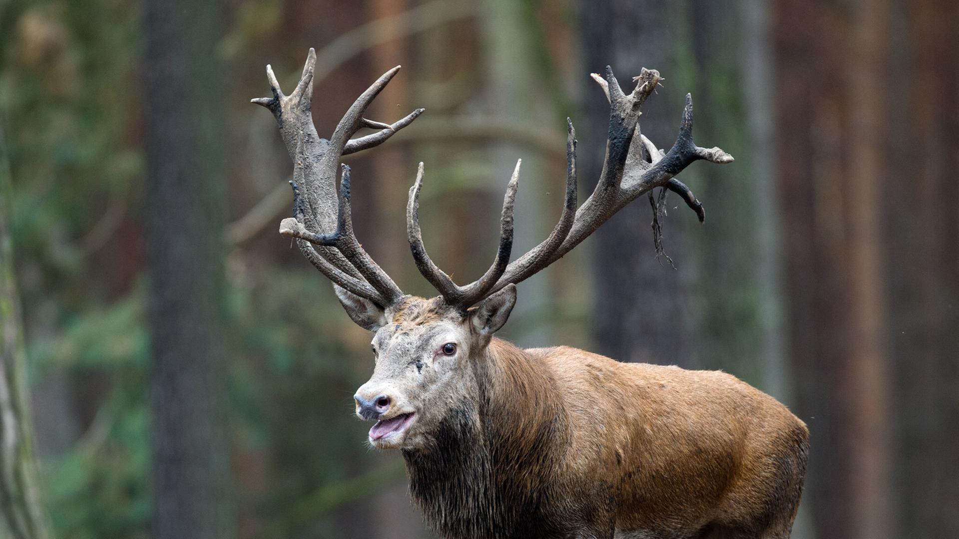 Ein paarungsbereiter Rothirsch (lat. Cervus elaphus) in der Brunft, aufgenommen am 08.10.2013 in einem Gehege im Wildpark Schorfheide in Groß Schönebeck (Brandenburg). Ein paarungsbereiter Rothirsch (lat. Cervus elaphus) in der Brunft, aufgenommen am 08.10.2013 in einem Gehege im Wildpark Schorfheide in Groß Schönebeck (Brandenburg).