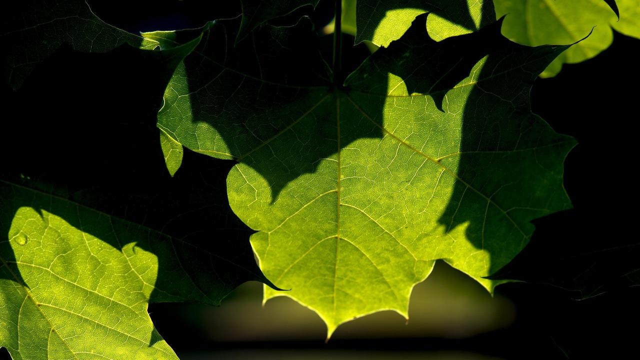 Licht und Schatten zeichnen sich am Freitag an satt grünen Blätter ab. Licht und Schatten zeichnen sich am Freitag an satt grünen Blätter ab.