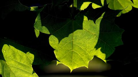 Licht und Schatten zeichnen sich an satt grünen Blätter ab.