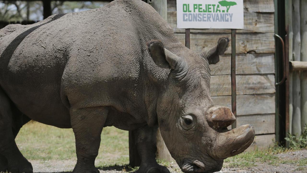 Der letzte nördliche Breitmaulnashornbulle Sudan Der letzte nördliche Breitmaulnashornbulle Sudan