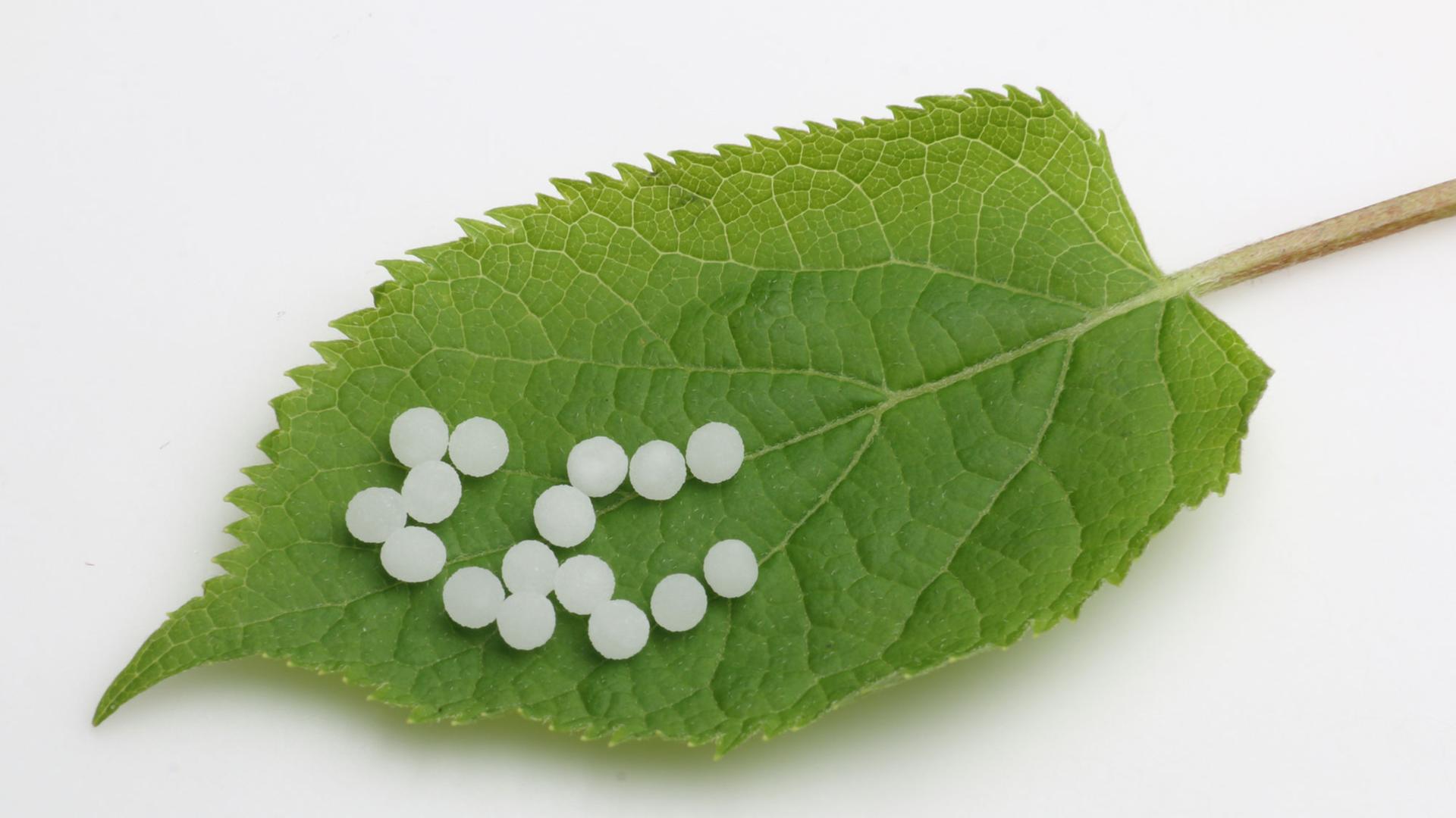Globuli auf einem grünen Blatt. Globuli auf einem grünen Blatt.