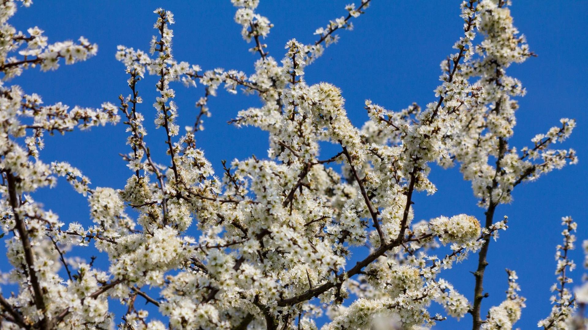Wildpflaume vor blauem Himmel Wildpflaume vor blauem Himmel